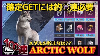 【新相棒‼️】北極オオカミ狙ってARCTIC WOLF100連🔥 メダルの貯まりは具合は???【PUBGMOBILE】